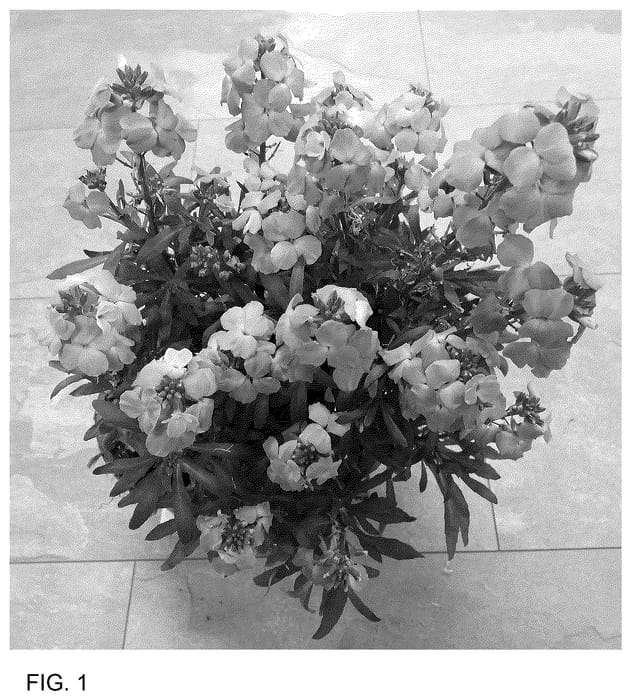 Figure 1 of US plant patent PP36651, the photograph of Doerywala printed in the patent.