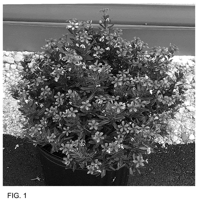 Figure 1 of US plant patent PP36652, the photograph of CaTU 1915 printed in the patent.