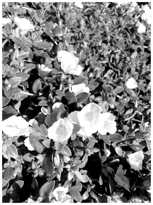 Figure 1 of US plant patent PP36654, the photograph of NUFPO22066 printed in the patent.