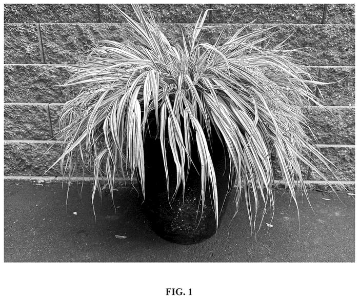 Figure 1 of US plant patent PP36655, the photograph of Hakbri2 printed in the patent.