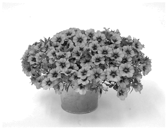 Figure 1 of US plant patent PP36656, the photograph of KLECA22913 printed in the patent.