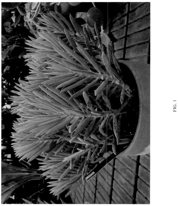 Figure 1 of US plant patent PP36657, the photograph of Stelvio printed in the patent.