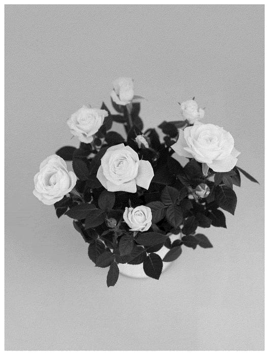 Figure 1 of US plant patent PP36658, the photograph of KORpot131 printed in the patent.