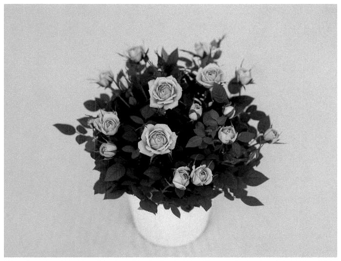 Figure 1 of US plant patent PP36659, the photograph of KORpot135 printed in the patent.