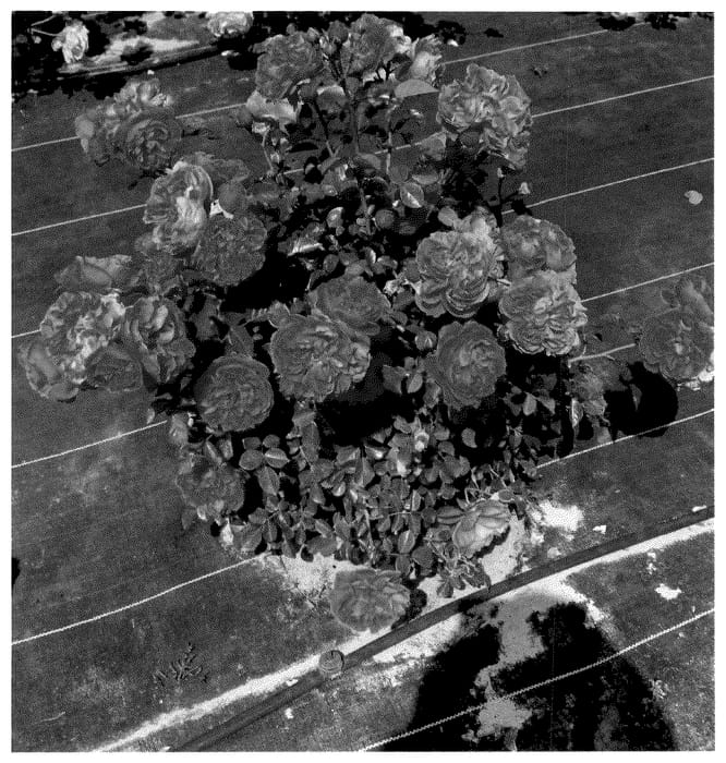 Figure 1 of US plant patent PP36660, the photograph of Spropuff printed in the patent.