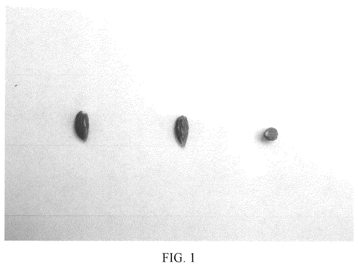 Figure 1 of US plant patent PP36662, the photograph of I 24 printed in the patent.