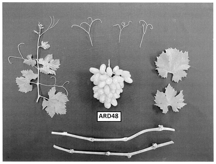 Figure 1 of US plant patent PP36663, the photograph of ARD48 printed in the patent.