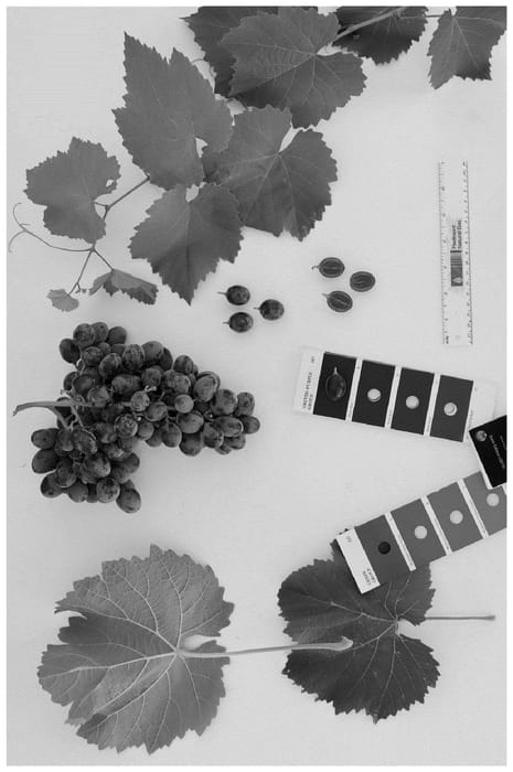 Figure 1 of US plant patent PP36664, the photograph of BLOMG05 printed in the patent.