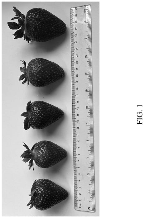 Figure 1 of US plant patent PP36665, the photograph of DrisStrawOneHundredEight printed in the patent.