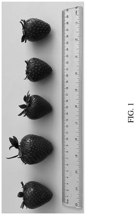 Figure 1 of US plant patent PP36666, the photograph of DrisStrawOneHundredNine printed in the patent.