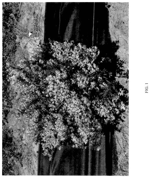 Figure 1 of US plant patent PP36667, the photograph of NCDX3 printed in the patent.