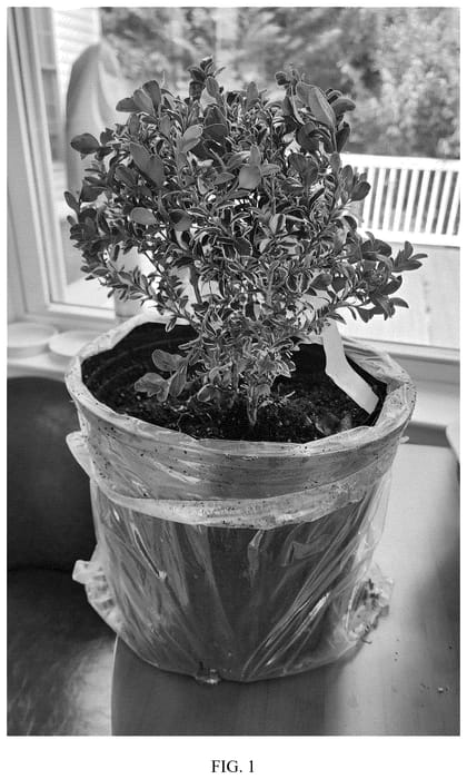 Figure 1 of US plant patent PP36668, the photograph of TM108 printed in the patent.