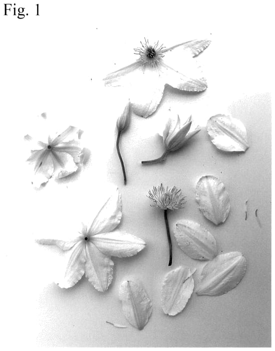 Figure 1 of US plant patent PP36669, the photograph of Evipo119 printed in the patent.