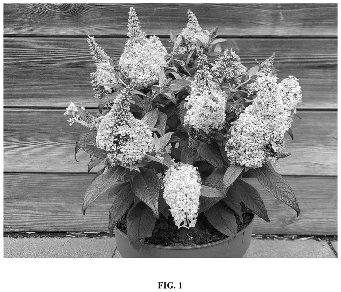 Figure 1 of US plant patent PP36670, the photograph of Botex 011 printed in the patent.