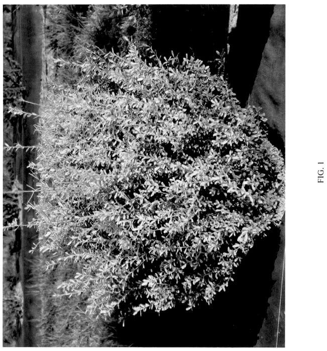 Figure 1 of US plant patent PP36671, the photograph of NCIC1 printed in the patent.