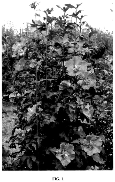 Figure 1 of US plant patent PP36672, the photograph of Minsygdrou02 printed in the patent.