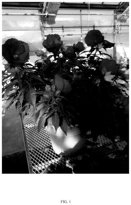 Figure 1 of US plant patent PP36673, the photograph of G21086 printed in the patent.