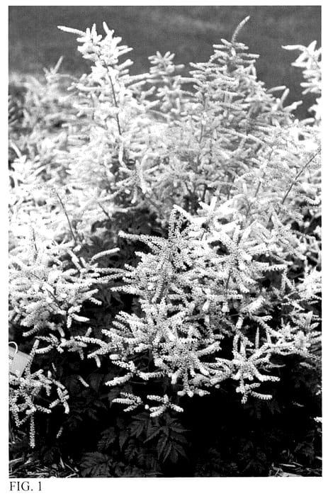 Figure 1 of US plant patent PP36674, the photograph of Goatee printed in the patent.