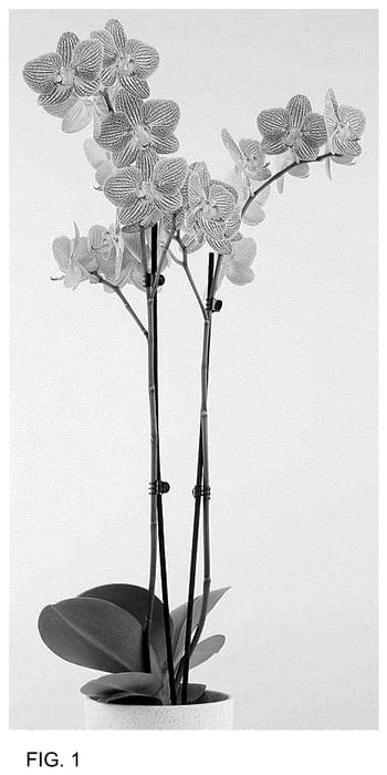 Figure 1 of US plant patent PP36676, the photograph of MI02651 printed in the patent.