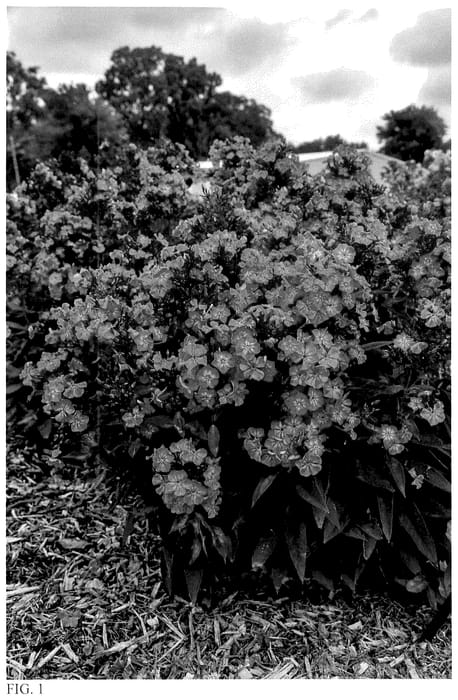 Figure 1 of US plant patent PP36677, the photograph of Pink Lightning printed in the patent.