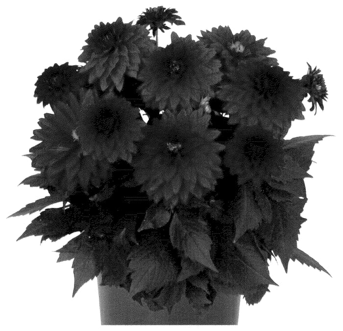 Figure 1 of US plant patent PP36678, the photograph of DODAHYPNOPREVE printed in the patent.