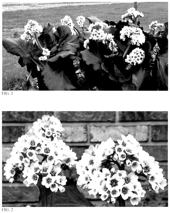 Figure 1 of US plant patent PP36679, the photograph of Happily Ever After printed in the patent.