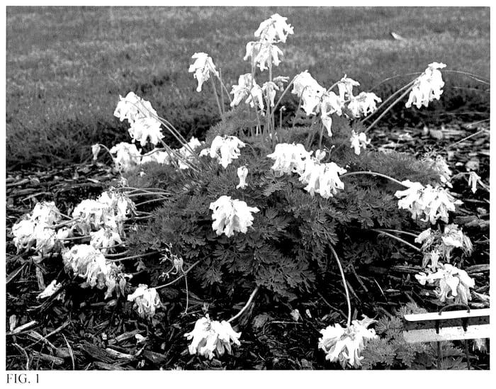 Figure 1 of US plant patent PP36680, the photograph of White Diamonds printed in the patent.