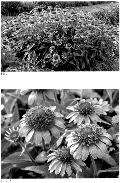 Figure 1 of US plant patent PP36681, the photograph of Everything's Rosy printed in the patent.