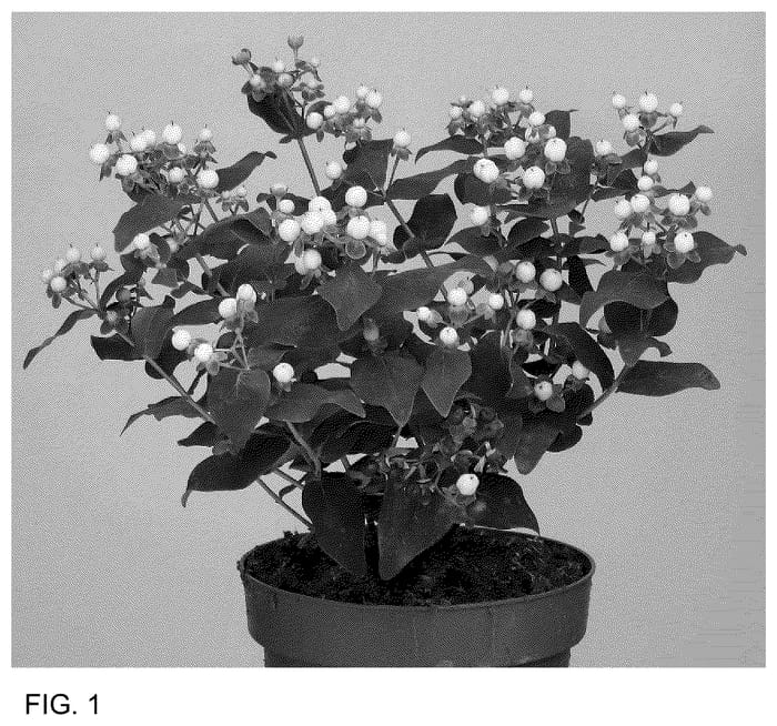 Figure 1 of US plant patent PP36682, the photograph of ALLHYBELL printed in the patent.