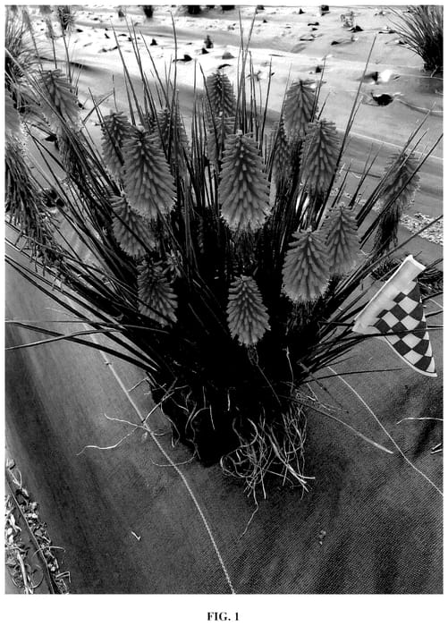 Figure 1 of US plant patent PP36683, the photograph of Rocket Jr printed in the patent.