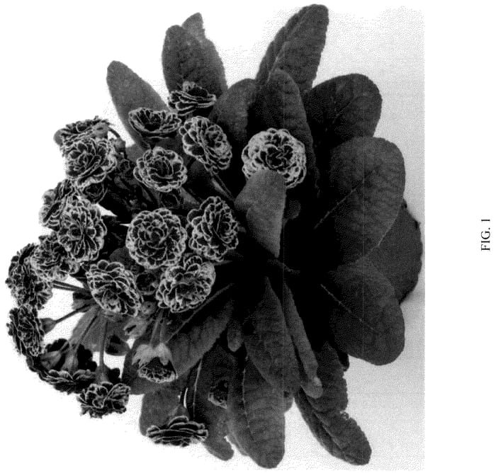Figure 1 of US plant patent PP36684, the photograph of KERANNAWEAVE printed in the patent.