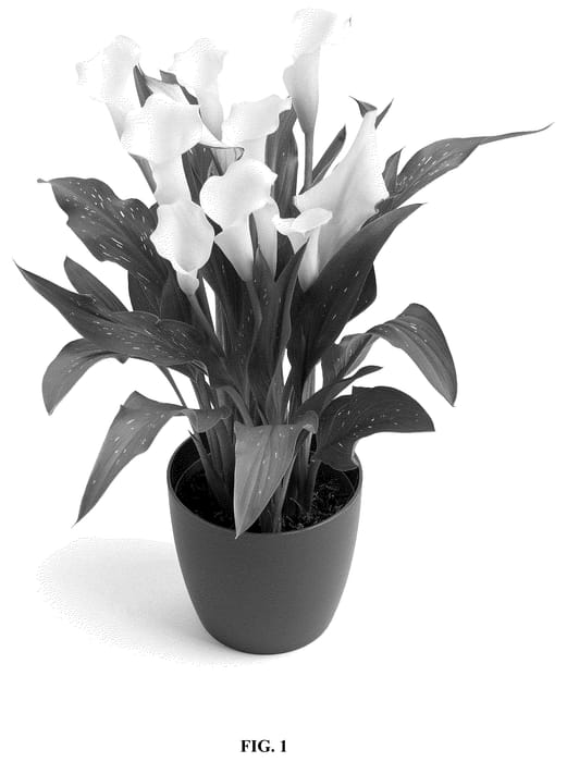Figure 1 of US plant patent PP36685, the photograph of Dozanwhamb printed in the patent.