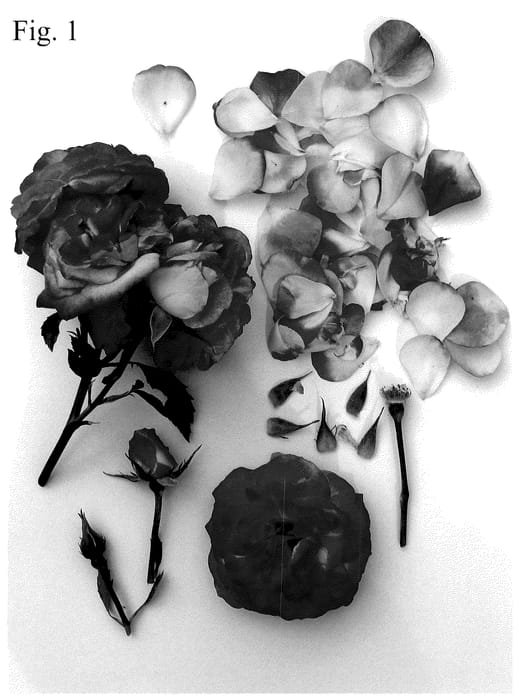 Figure 1 of US plant patent PP36686, the photograph of Poulnap009 printed in the patent.
