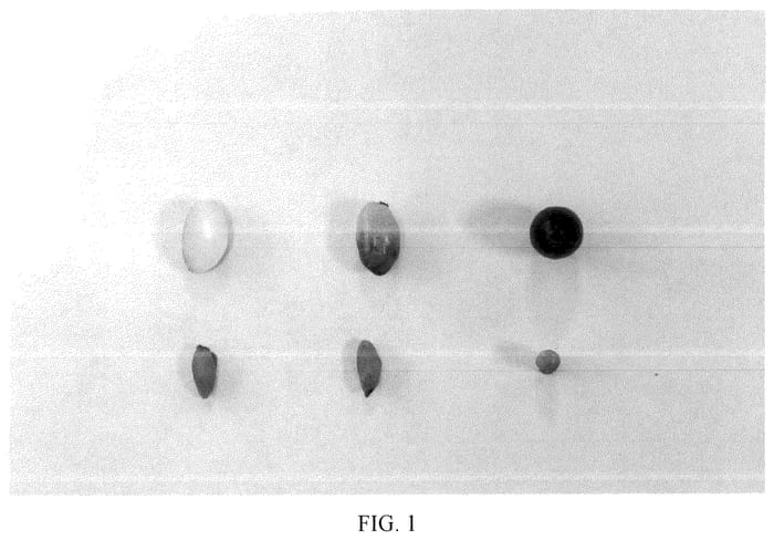 Figure 1 of US plant patent PP36687, the photograph of I 77 printed in the patent.
