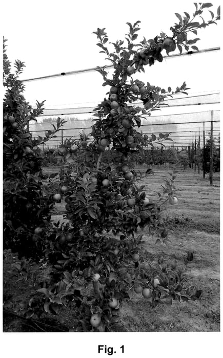 Figure 1 of US plant patent PP36688, the photograph of HOT125A1 printed in the patent.