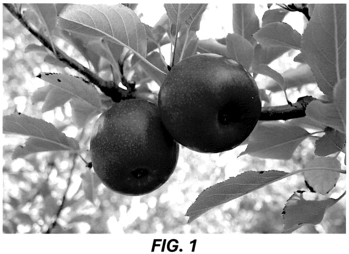 Figure 1 of US plant patent PP36689, the photograph of MAC12 printed in the patent.