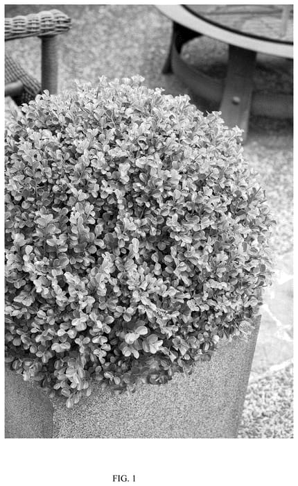 Figure 1 of US plant patent PP36690, the photograph of MONSHGUS printed in the patent.