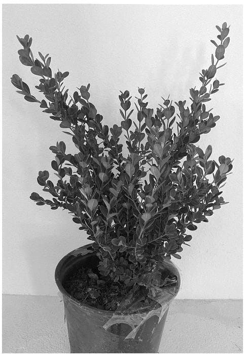 Figure 1 of US plant patent PP36691, the photograph of WINTER ROCKET printed in the patent.
