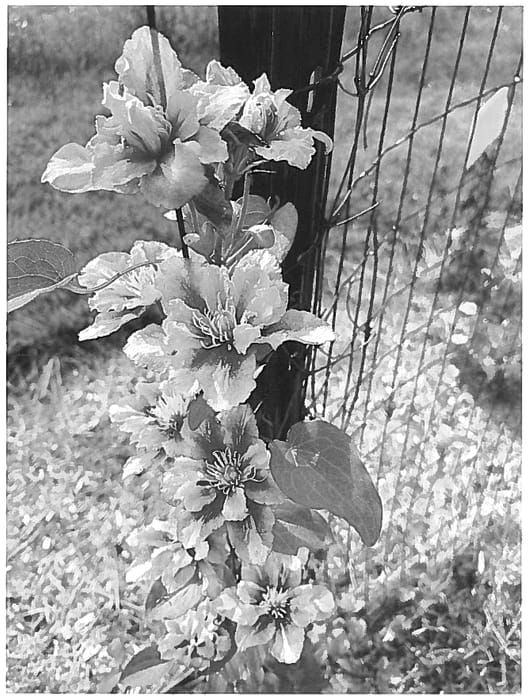 Figure 1 of US plant patent PP36692, the photograph of DP136 printed in the patent.