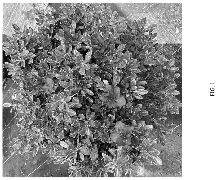 Figure 1 of US plant patent PP36693, the photograph of ROBLEZO printed in the patent.