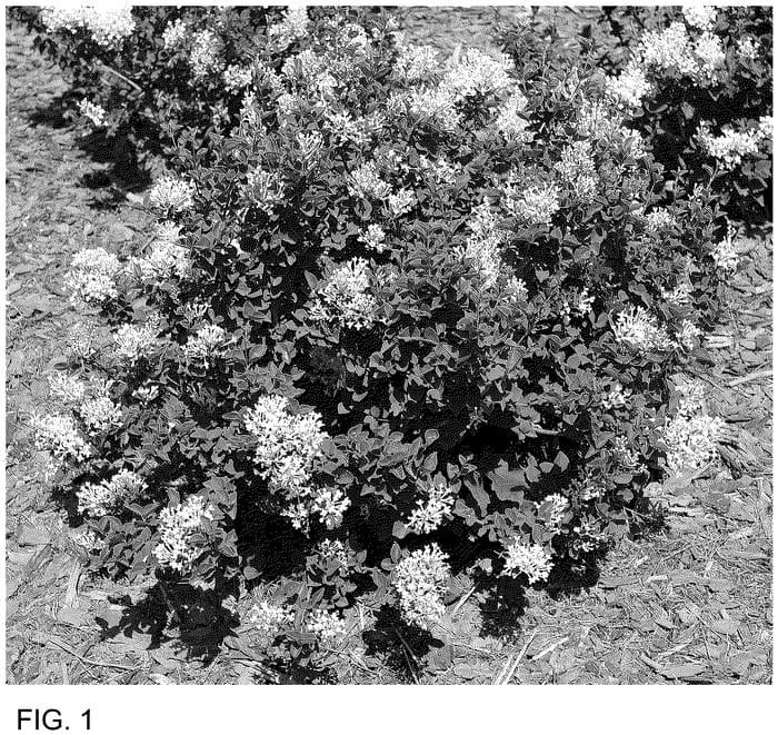 Figure 1 of US plant patent PP36694, the photograph of SMNSPWF printed in the patent.