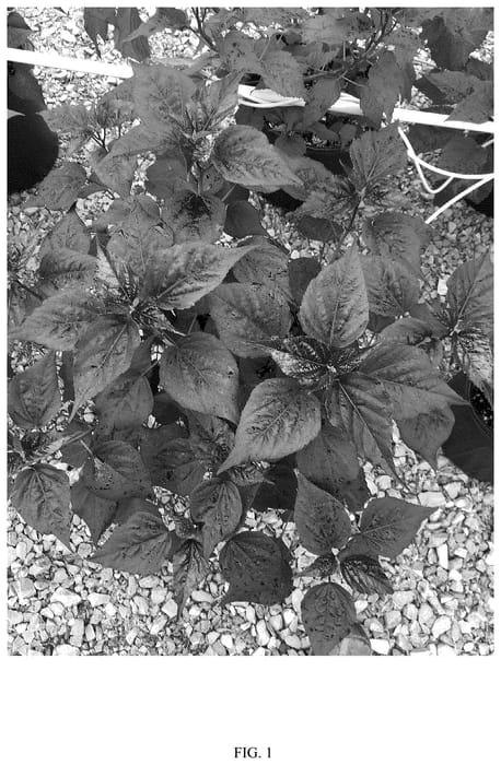 Figure 1 of US plant patent PP36695, the photograph of G21085 printed in the patent.