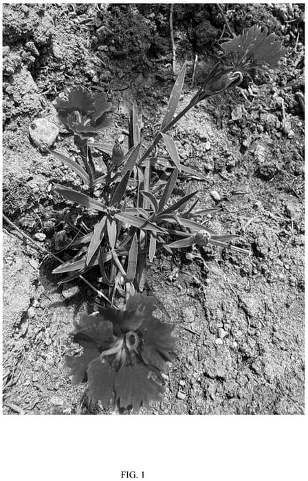 Figure 1 of US plant patent PP36696, the photograph of G22089 printed in the patent.
