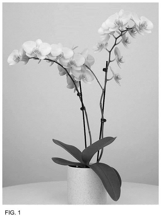 Figure 1 of US plant patent PP36697, the photograph of MI02815 printed in the patent.