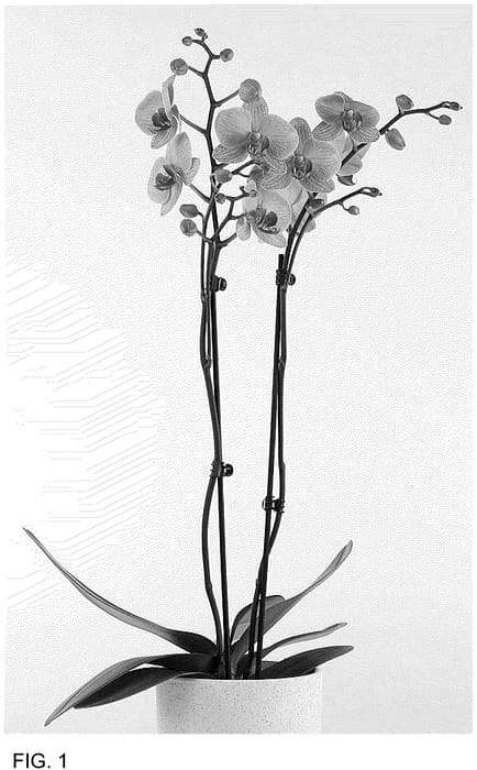 Figure 1 of US plant patent PP36698, the photograph of MI02969 printed in the patent.