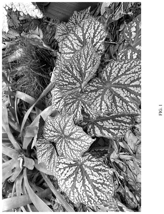 Figure 1 of US plant patent PP36699, the photograph of Little Moon printed in the patent.