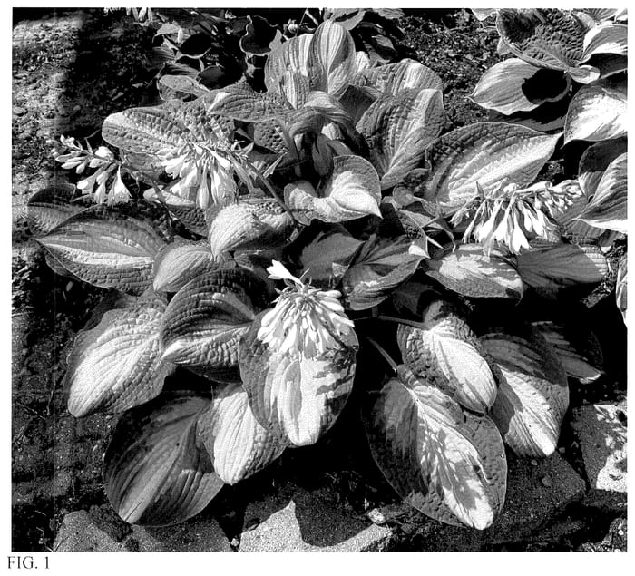 Figure 1 of US plant patent PP36700, the photograph of Moment to Treasure printed in the patent.