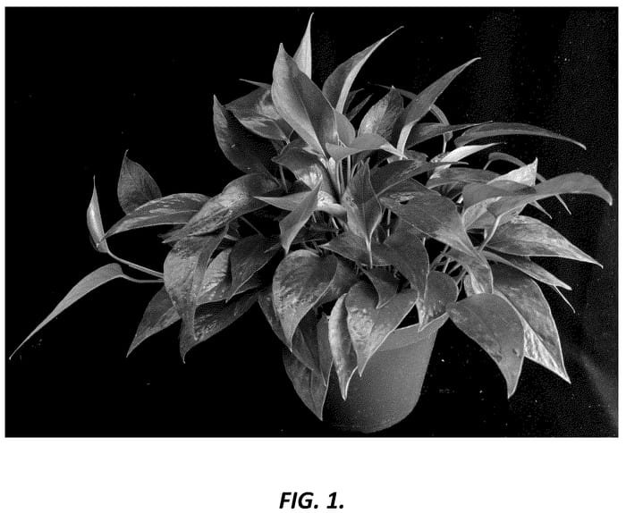 Figure 1 of US plant patent PP36701, the photograph of UF-Ea-0314 printed in the patent.