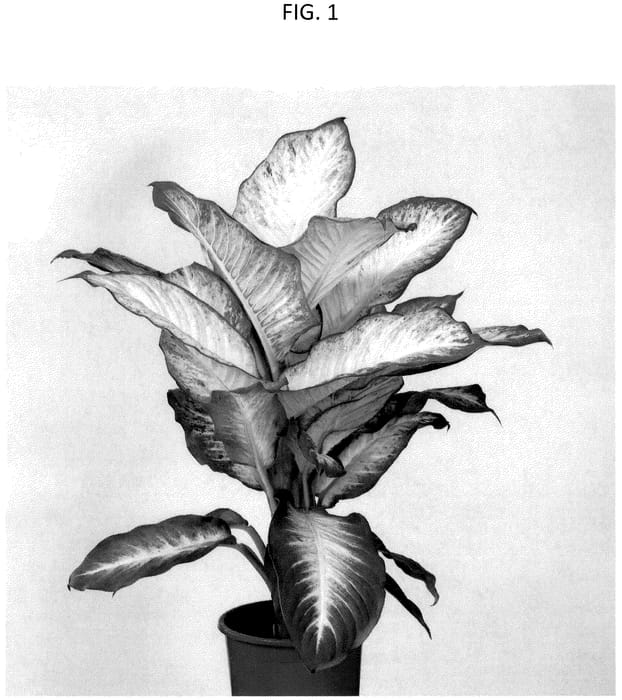 Figure 1 of US plant patent PP36702, the photograph of DIFMUMRS23 printed in the patent.