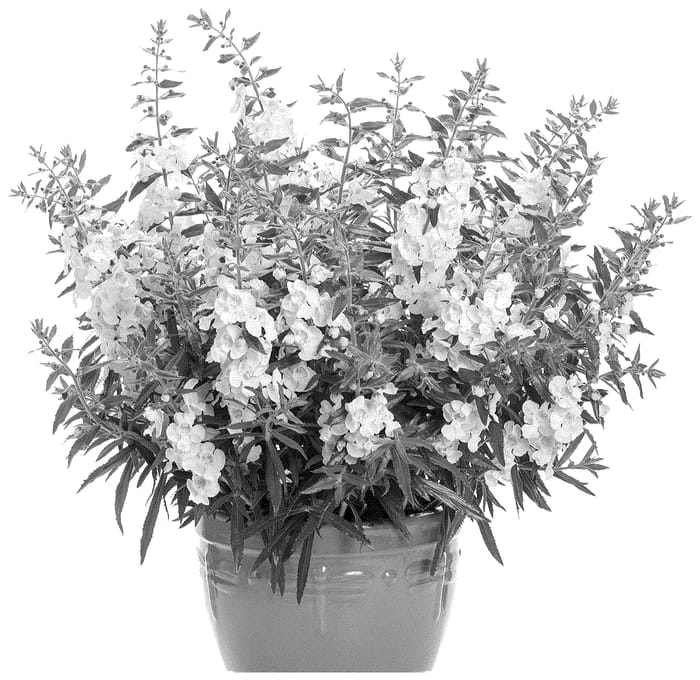 Figure 1 of US plant patent PP36703, the photograph of ANGAF19202 printed in the patent.